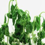 How to Fail at Growing Your Basil in 5 Lessons