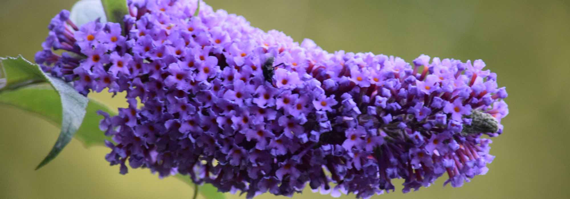 The best violet, mauve and purple butterfly bushes for your garden