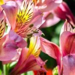 The best summer-flowering bulbs for a sunny garden