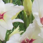 Our top 9 white-flowered summer bulbs