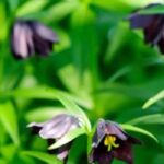 Our selection of summer-blooming bulbs that thrive in shade or partial shade