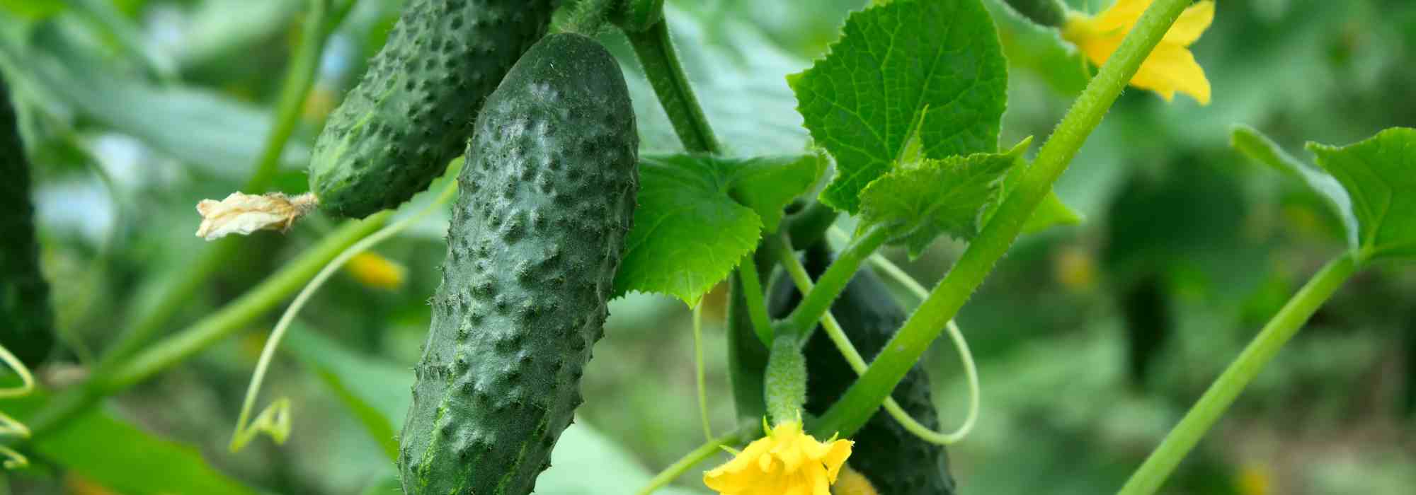 Which plants pair well with cucumbers?