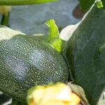 Best companion plants for courgettes in the vegetable garden