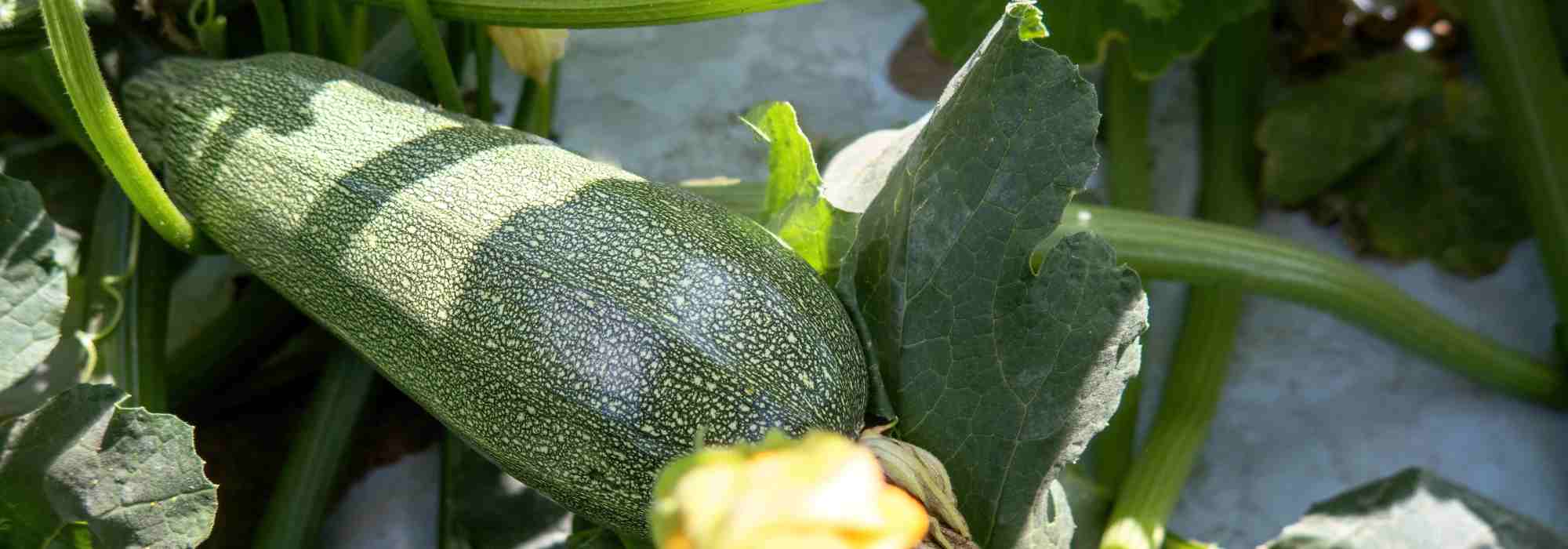 Best companion plants for courgettes in the vegetable garden