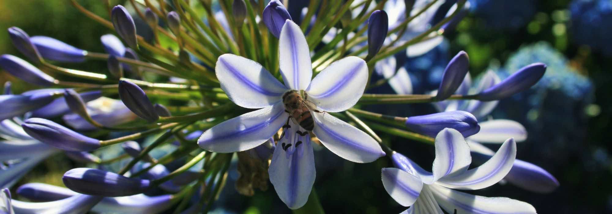 What is the best place for Agapanthus?
