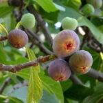 Fig tree: must-have varieties for the garden