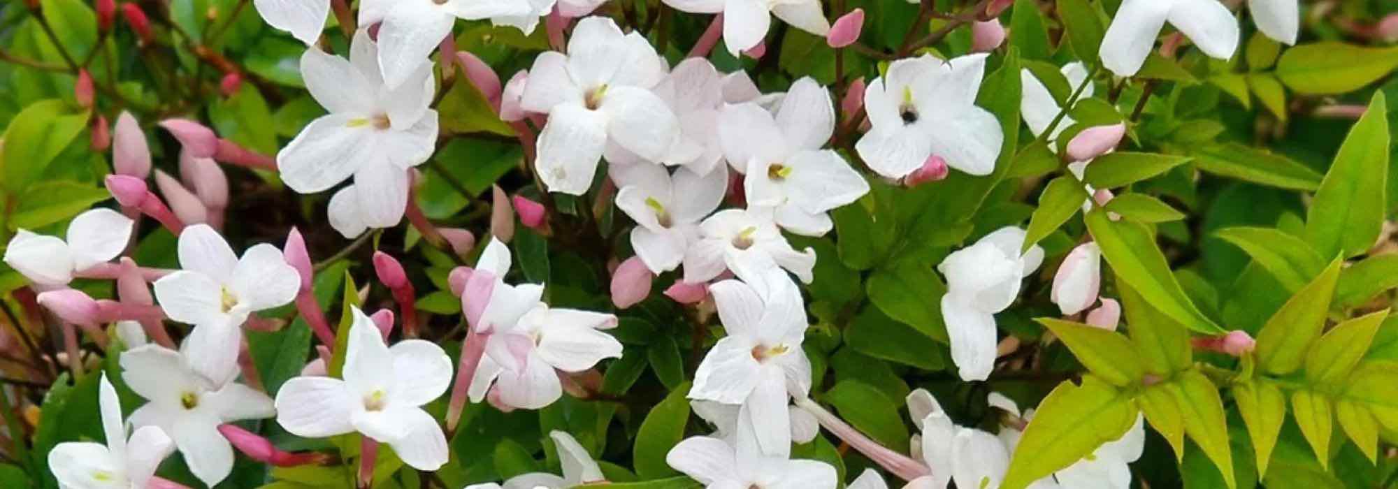 Our top 5 Mediterranean climbing plants that can withstand heat and drought