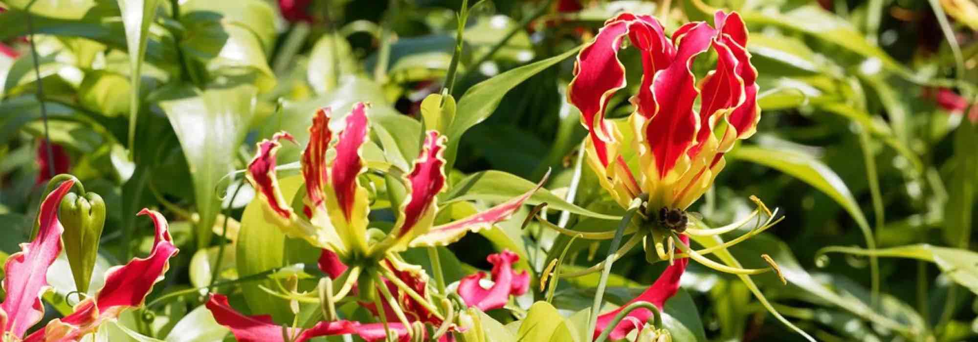 Fall for original climbing plants that will make a splash in your garden
