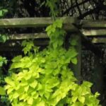 6 must-have climbing plants to enhance your pergola