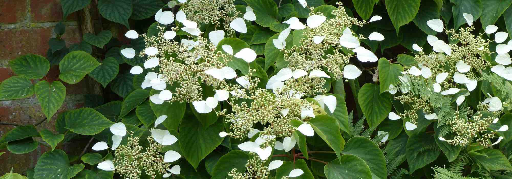 Climbing hydrangeas: our top 7