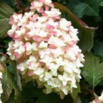 Hydrangeas in calcareous soil—it is possible!