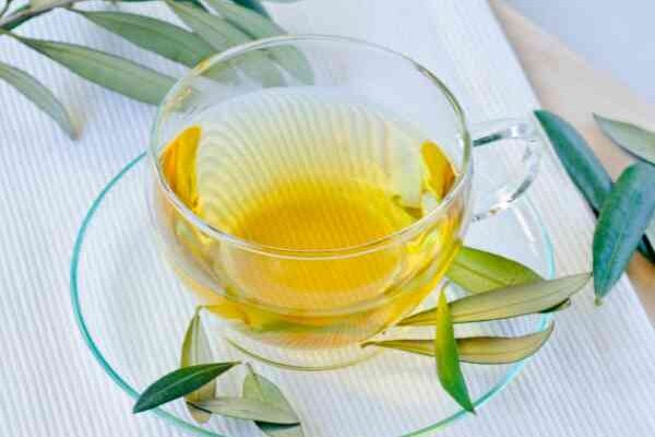 Olive leaf tisane: benefits and recommendations
