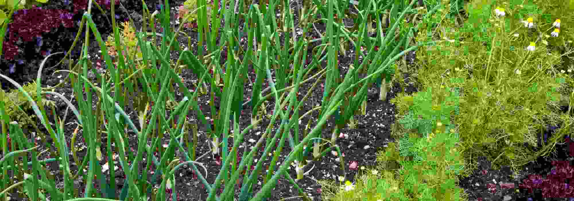 The 7 most profitable vegetables to grow in the kitchen garden