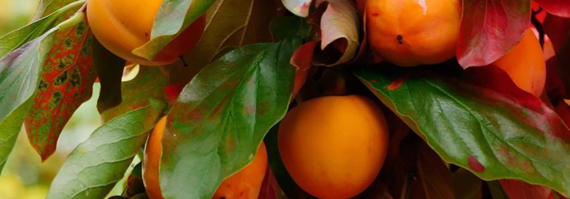 Persimmon: the best varieties