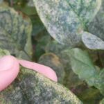 Lilac diseases and parasitic pests