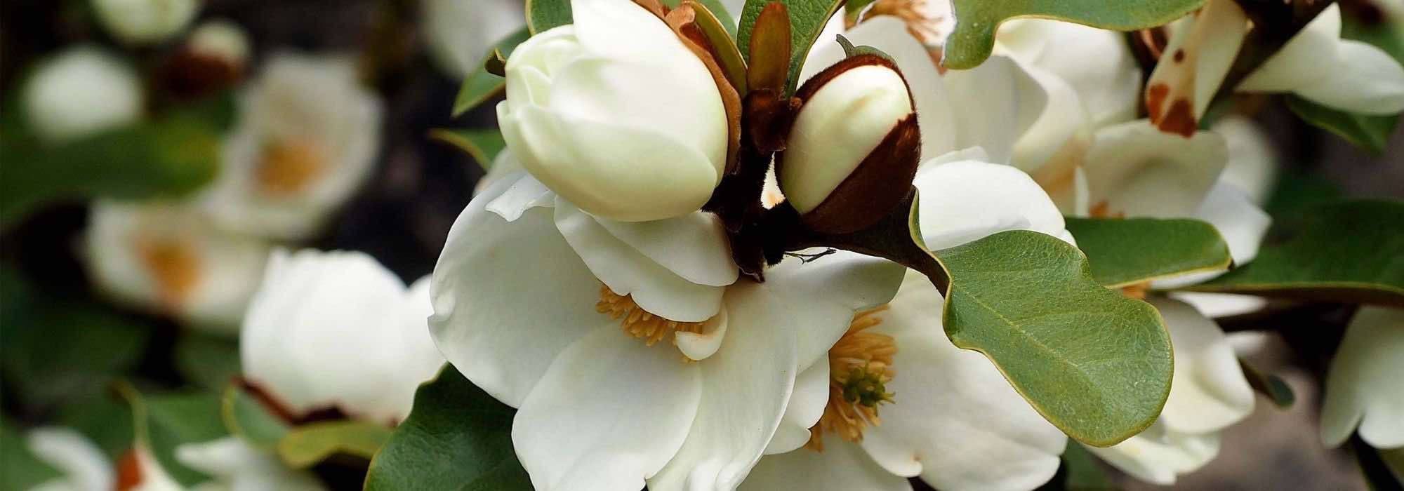 How to grow Michelia in a pot successfully?