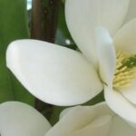 Evergreen foliage and fragrant flowers: Discover Michelia!