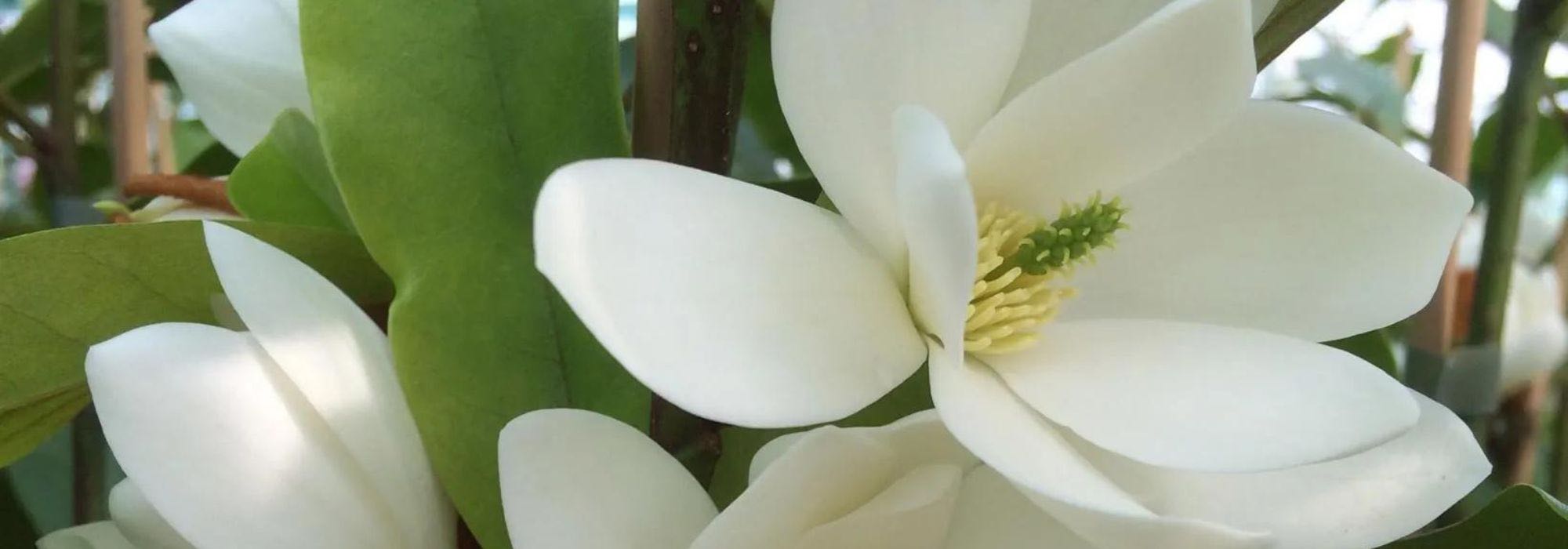 Evergreen foliage and fragrant flowers: Discover Michelia!