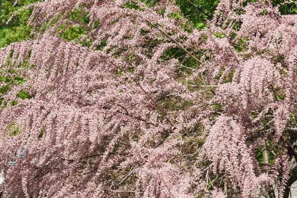 How to multiply tamarisk by propagation by cuttings?