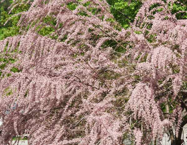 How to multiply tamarisk by propagation by cuttings?