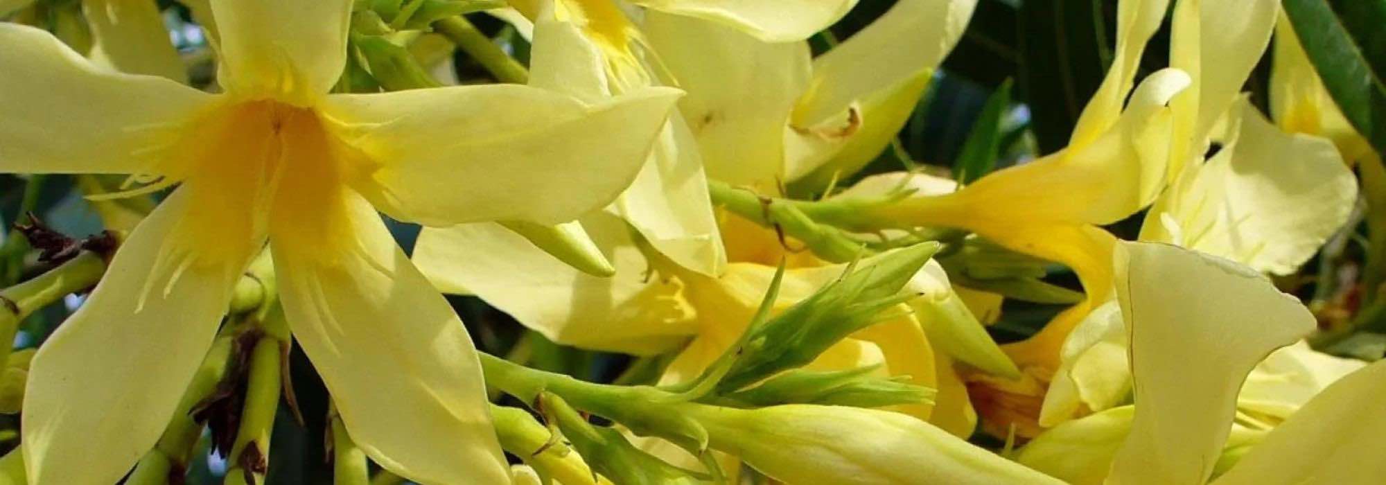 5 yellow-flowered oleanders for a bright garden