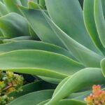 How to understand a plant's hardiness data?