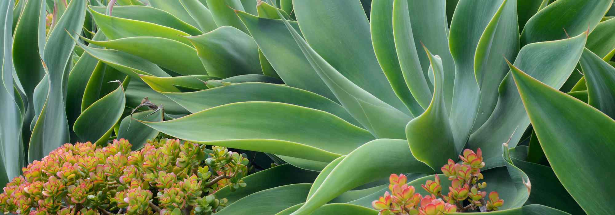 How to understand a plant's hardiness data?