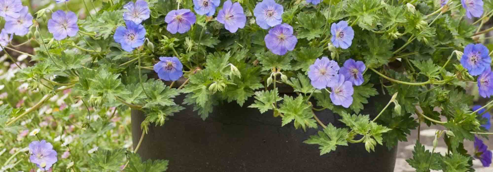 9 trailing plants ideal for your terrace and balcony hanging baskets
