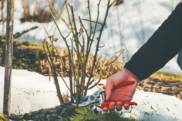 Rose suckers: why and how to remove them?