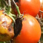 7 tomato varieties naturally resistant to late blight