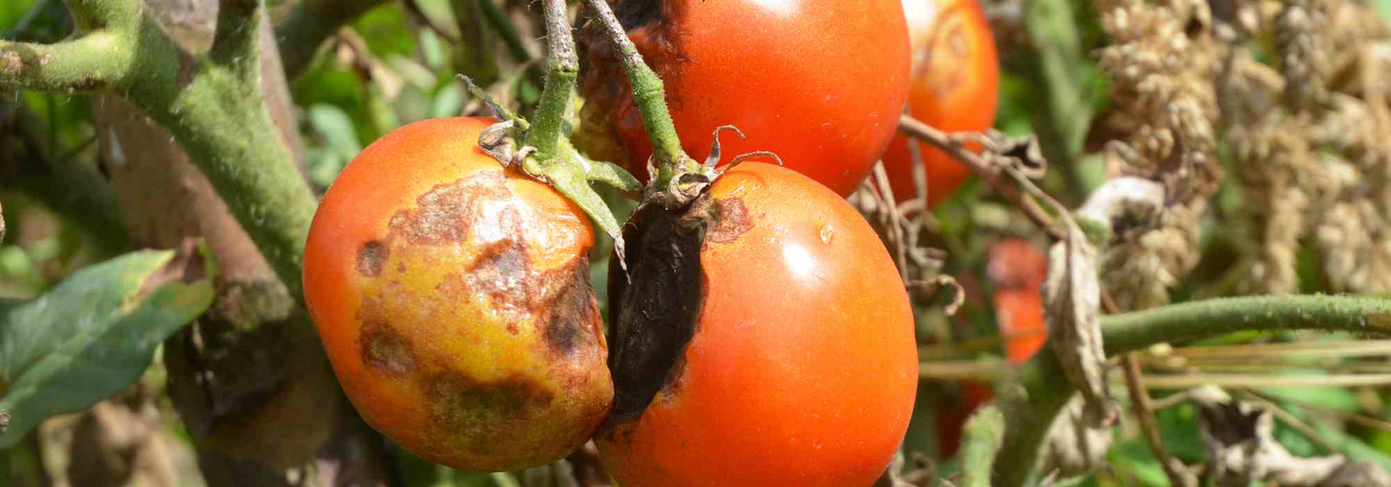 7 tomato varieties naturally resistant to late blight