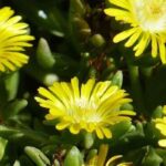 7 fast-growing groundcover perennials