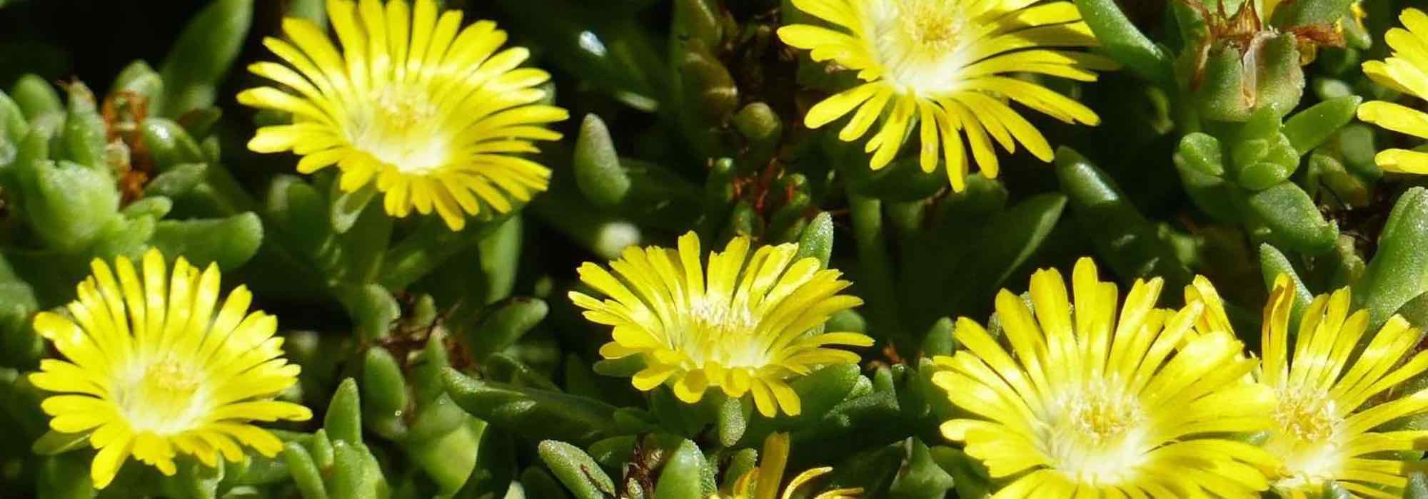 7 fast-growing groundcover perennials