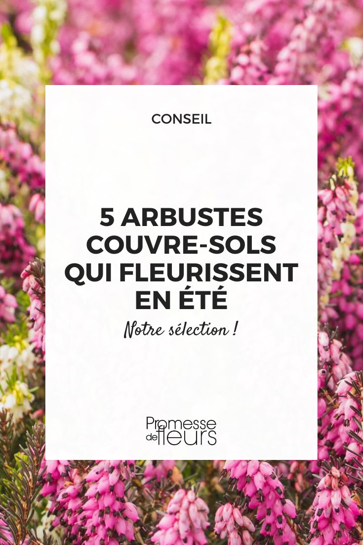 Calluna vulgaris 'Marlies'