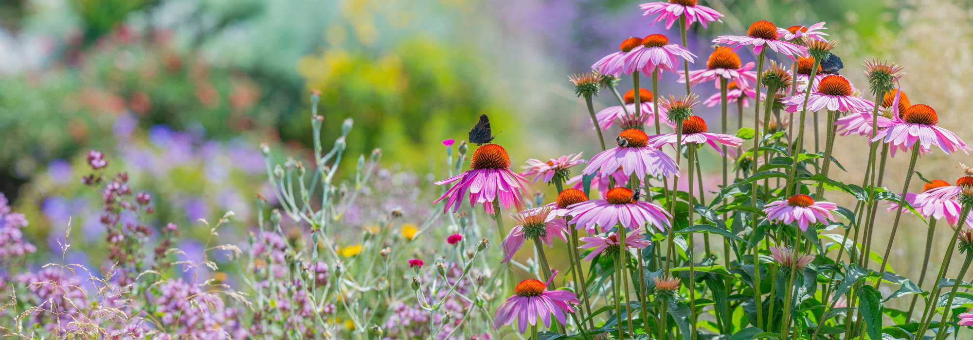 A resplendent summer garden: our design tips