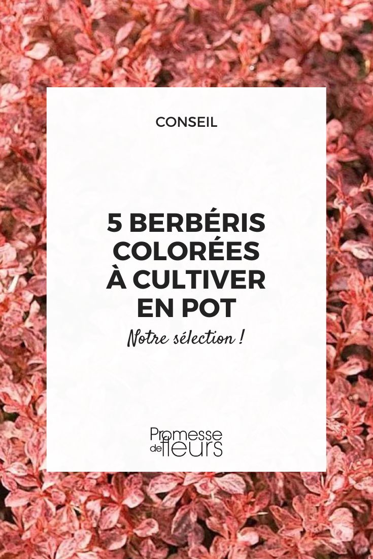 Berberis thunbergii 'Inspiration'