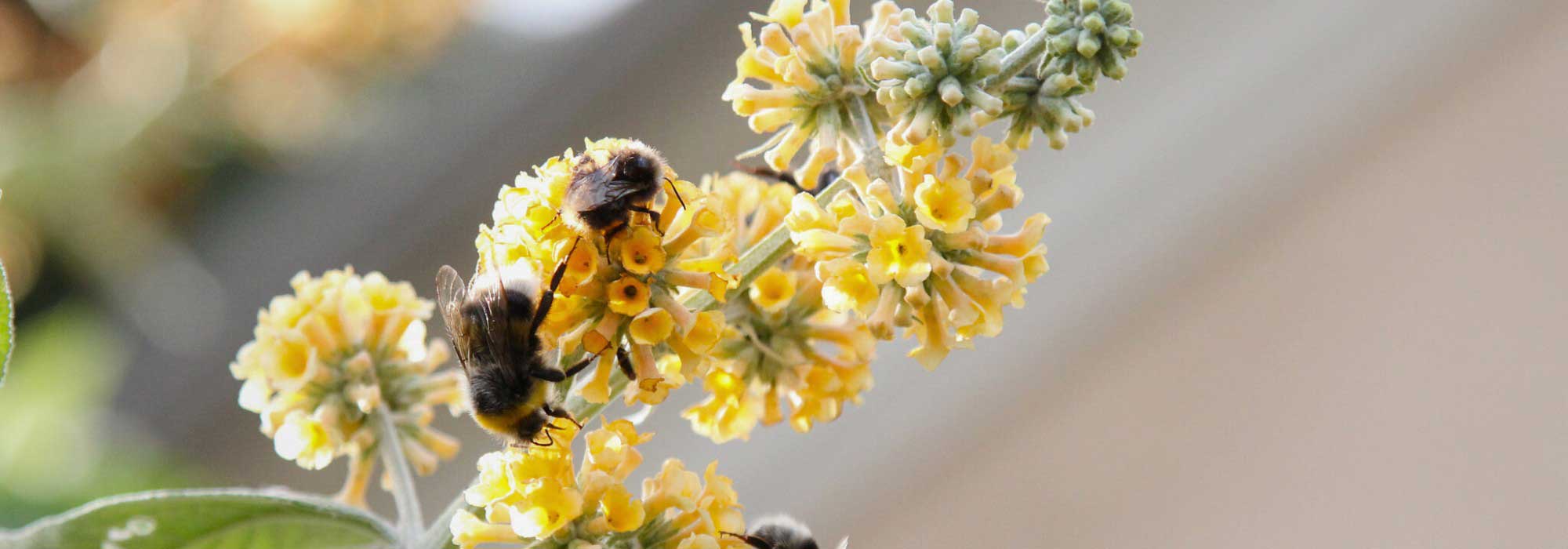 Top 5 butterfly bushes with yellow and orange flowers