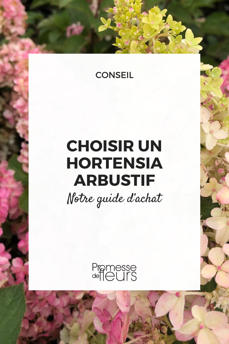 Strawberry Hydrangea