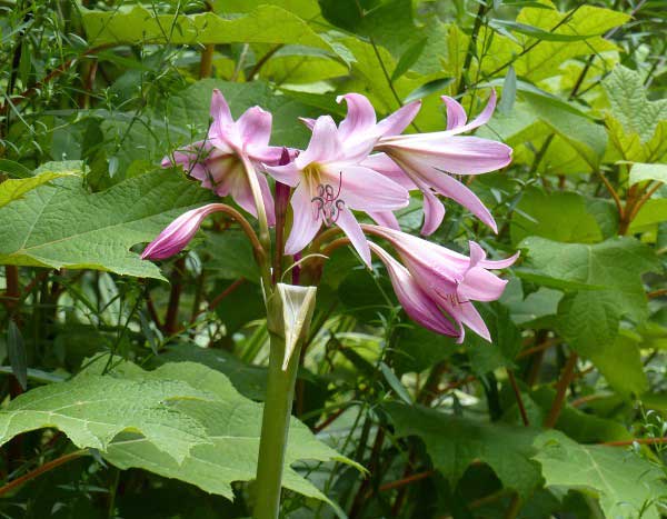 How to plant crinums?