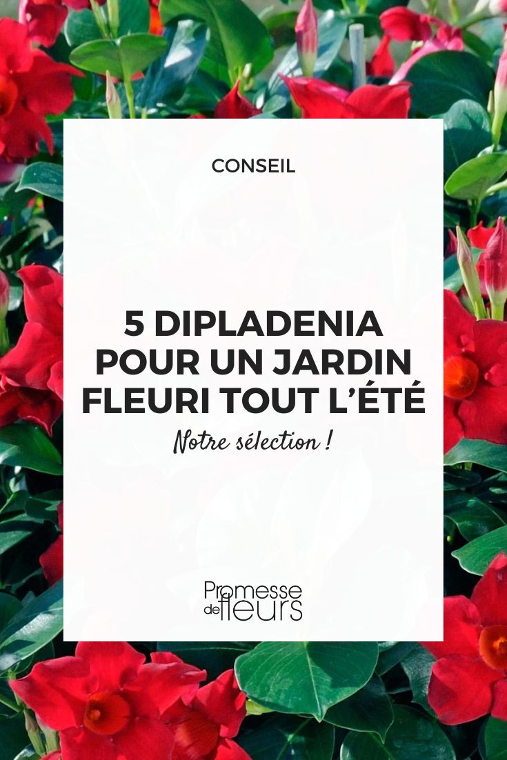 Dipladenia Jade Scarlet