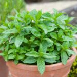 How to divide mint easily?