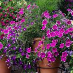 How to winter non-hardy perennials?