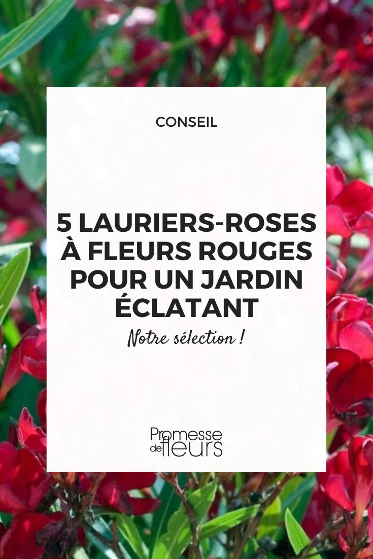 Red Oleander - Nerium oleander 'Single Red'