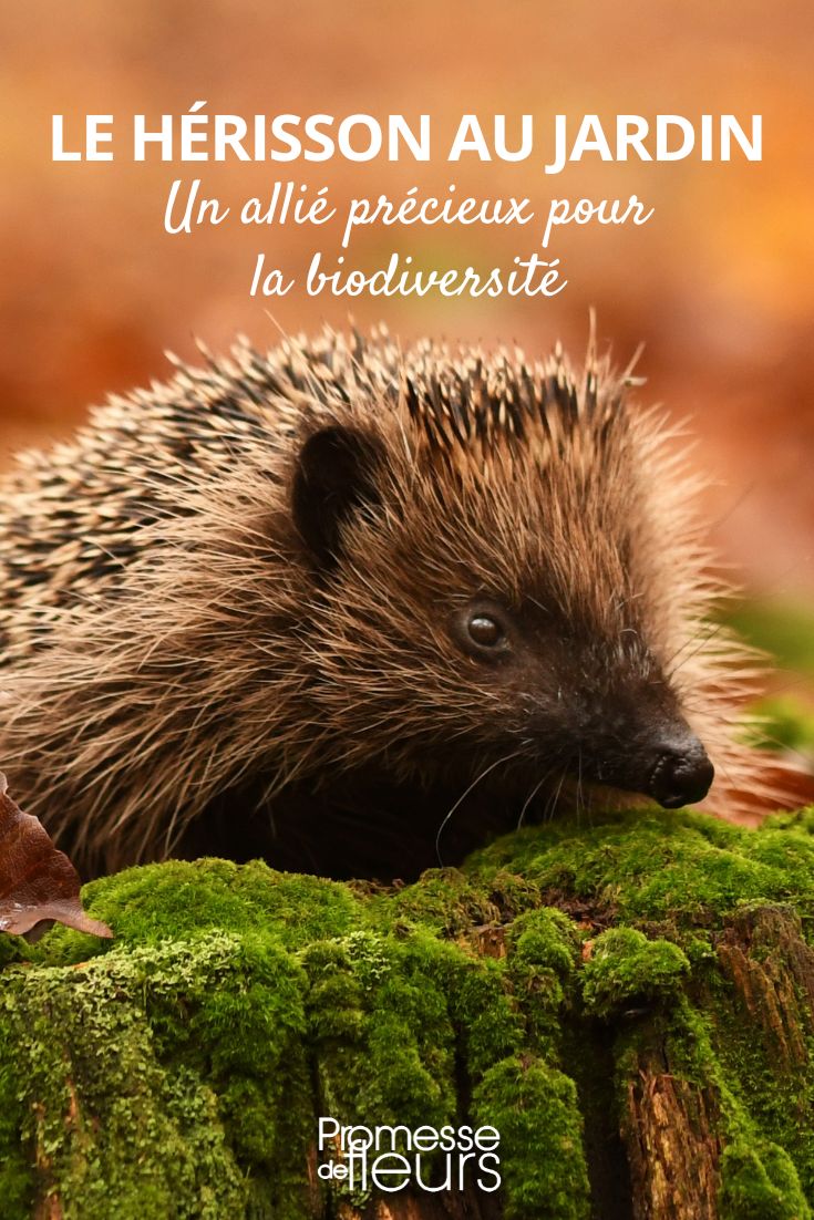 The Hedgehog: A Useful Garden Helper