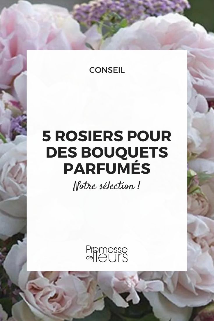 Rosa Constance Mozart