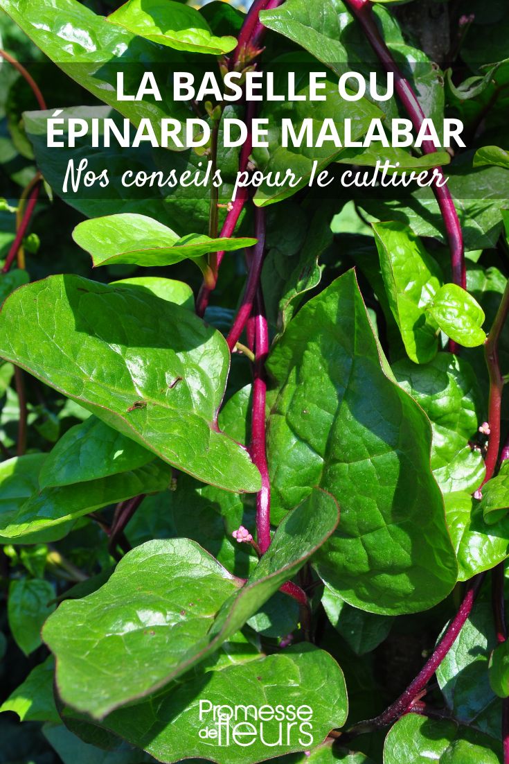 Malabar spinach leaves