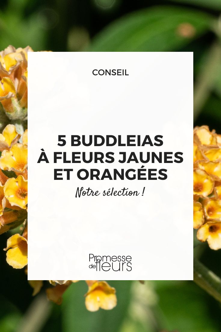 yellow flowered buddleia