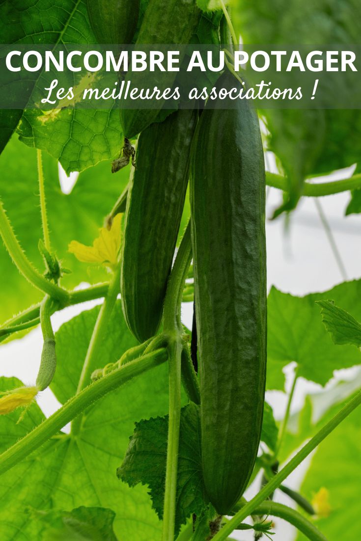 Cucumber Companion Planting