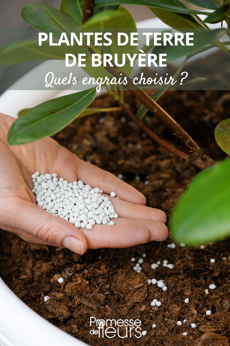 Rhododendron Fertilizer - Acid-Loving Plants