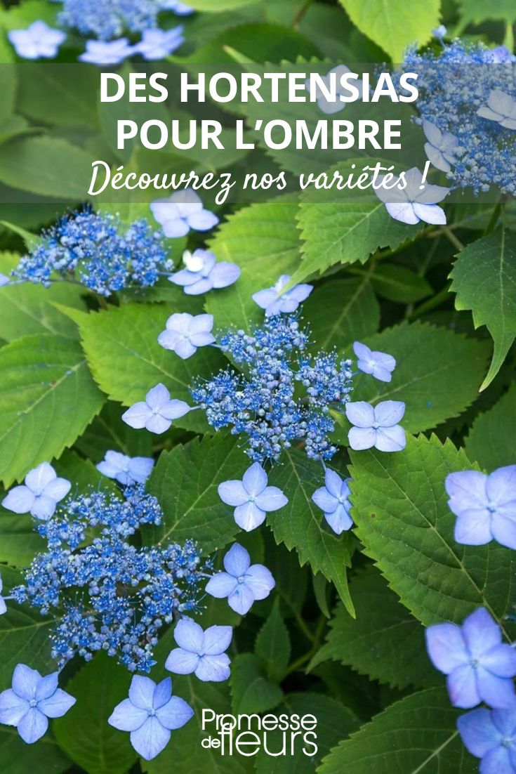 Hydrangea Annie's Blue